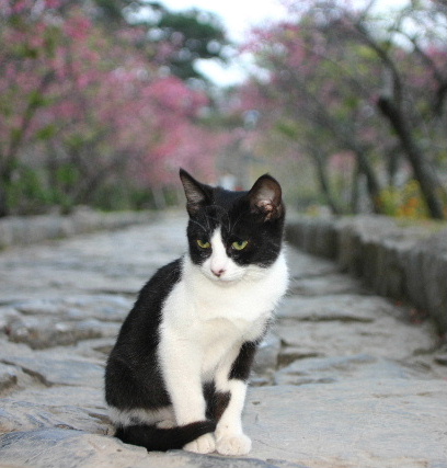 八重山一郎のブログ