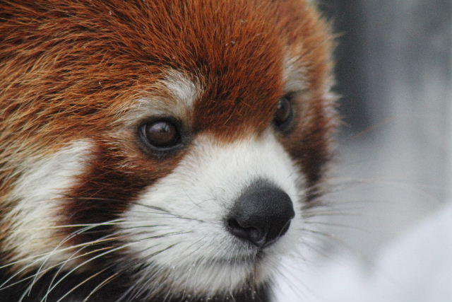 旭山動物園の人気者レッサーパンダ