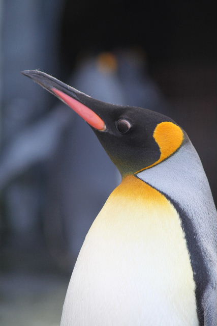 旭山動物園の人気者ペンギン２