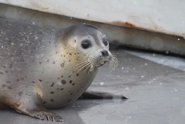 旭山動物園の一番人気者アザラシ