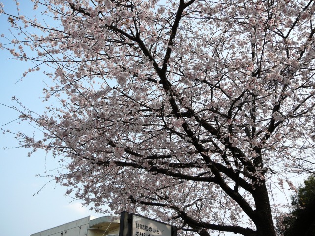 市役所前の桜