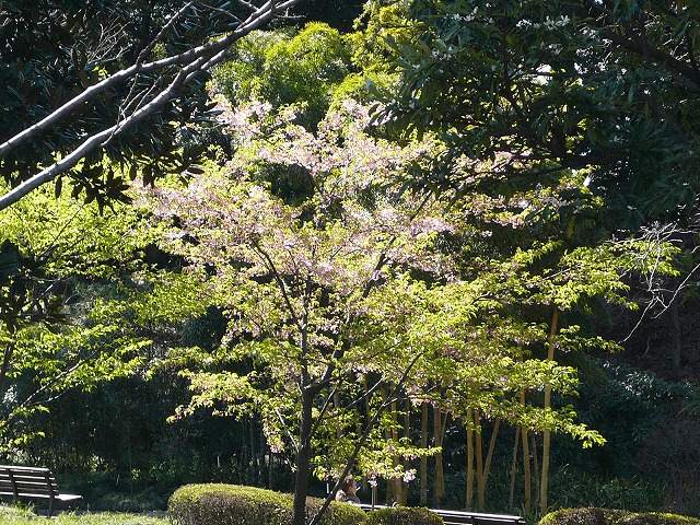 河津桜