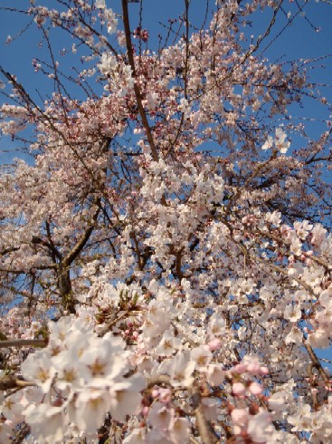 桜発見