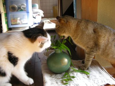 海と空_草食べる1