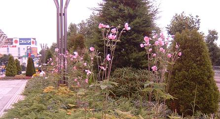 ユアスタの花壇