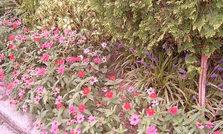 ユアスタの花壇