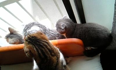 お外の見物は面白いね