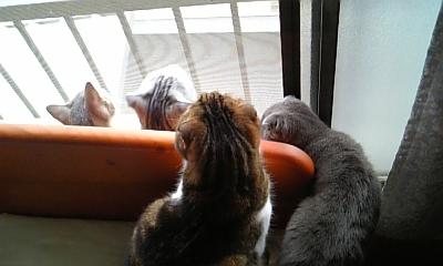 もっとよく見たいの～