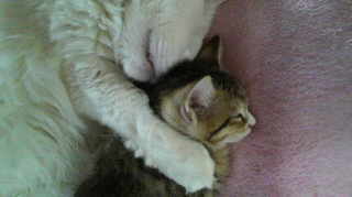 ☆さくら☆とおちび