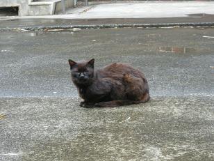 2009.5.24猫2.JPG