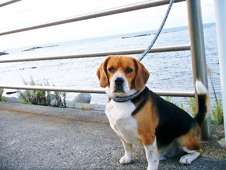 ビーグル