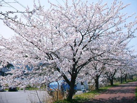 桜