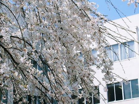 しだれ桜