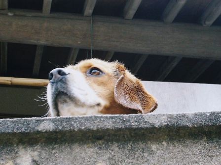 田舎暮らし