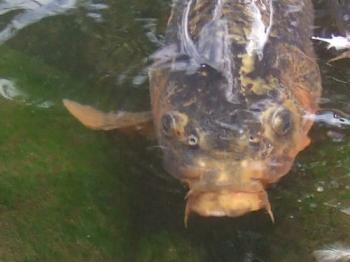 アップだと怖いけど、愛嬌も