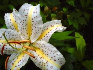 雨上がりのユリ