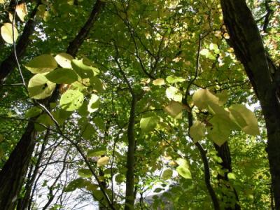 マイナスイオンパワー