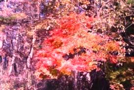 最後にようやく見つけた紅葉