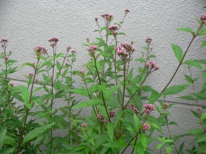 9月27日フジバカマ.jpg