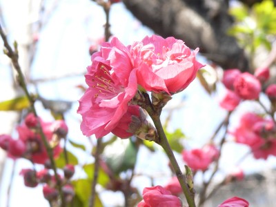 4月3日花桃.jpg