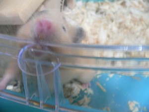 みみっく３.jpg