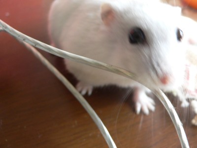 くろ.jpg