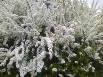 3月29日雪柳.jpg