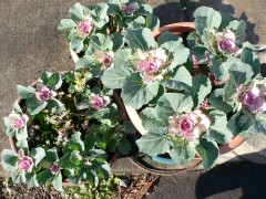 12月3日葉ボタン２.jpg