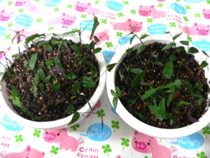 ブライダルベールのさし芽.jpg