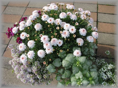 イチゴショート