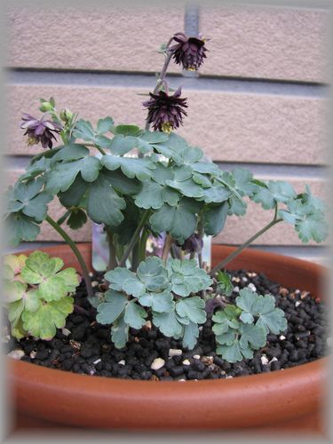 ブラックバロー