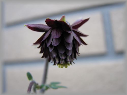 ブラックバロー