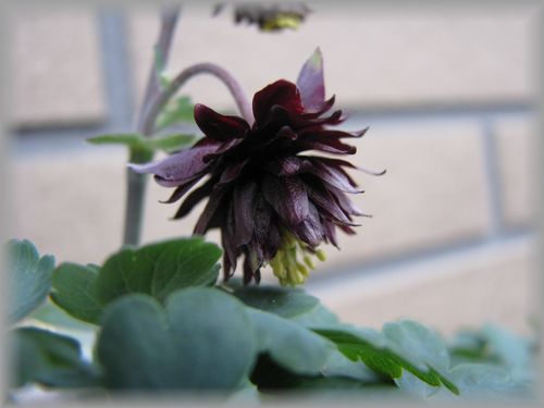 ブラックバロー