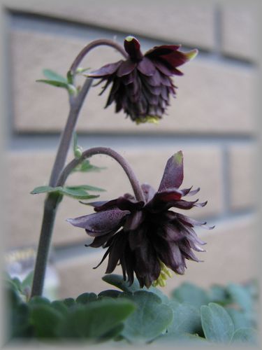 ブラックバロー