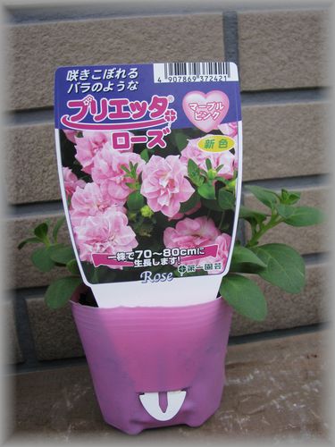 ブリエッタローズ