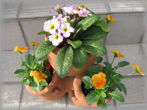 ストロベリーポット