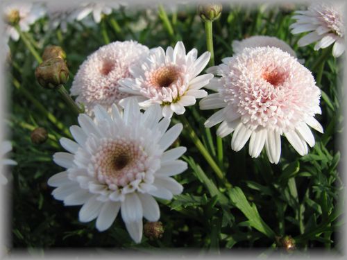 ボンザマーガレット