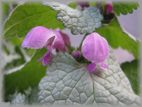 ラミウム花