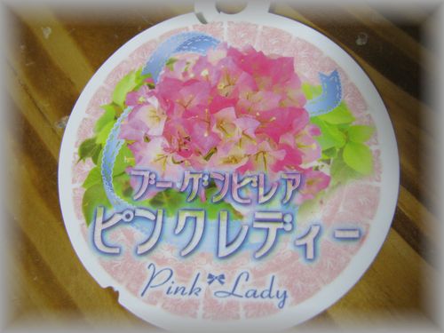 ブーゲンビリア