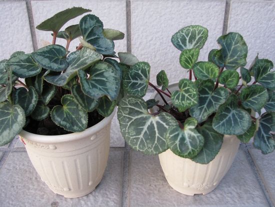 ガーデンシクラメン