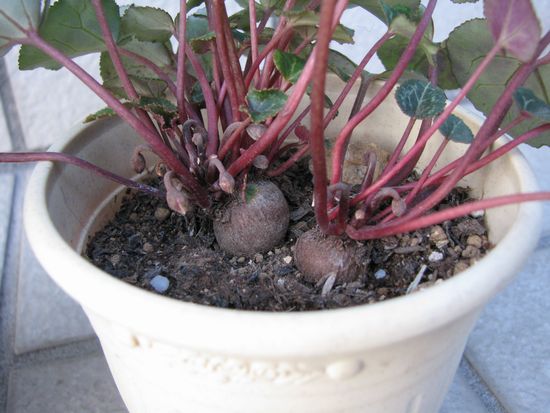 ガーデンシクラメン花芽