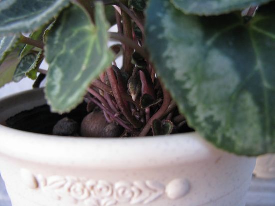 ガーデンシクラメン花芽２