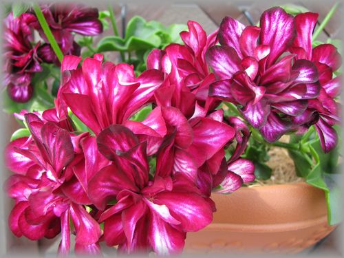 アイビーゼラニウム