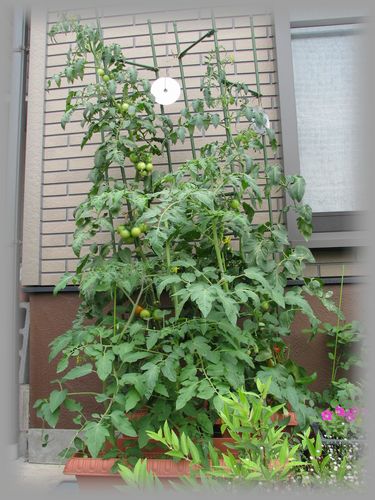 トマト苗