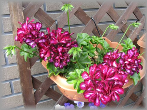 メキシカトムキャット