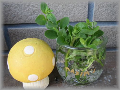 水挿し