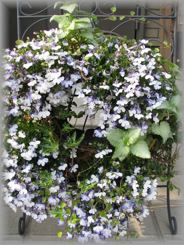 ロべリアリース