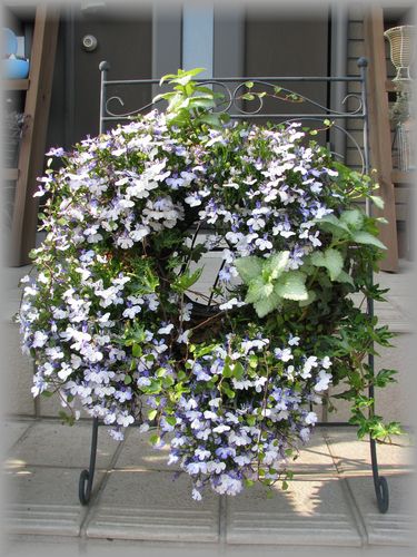 ロべリアリース