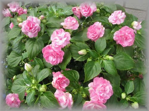 スターダストピンク