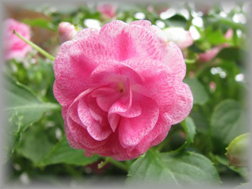 スターダストピンク